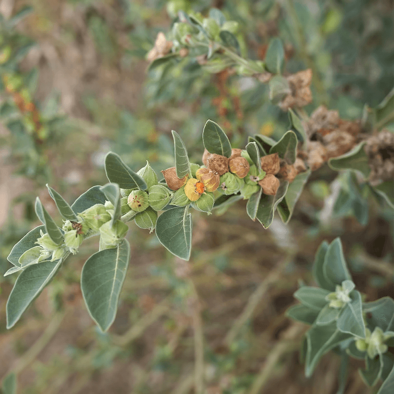 Ashwagandha Plant. Organic and natural