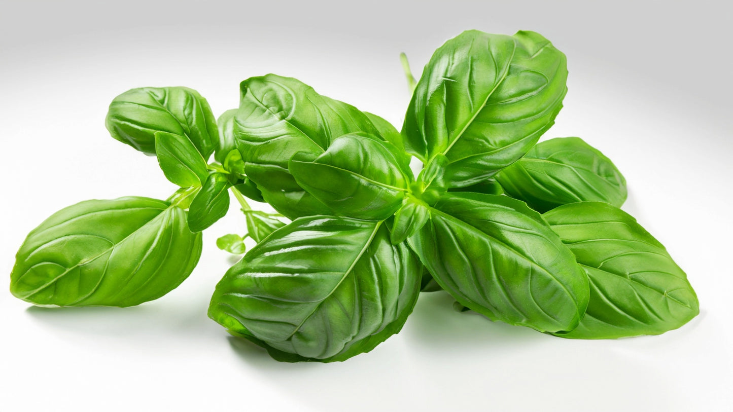 basil leaves picked from a natural source