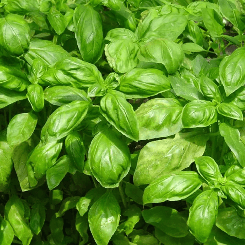 natural basil outside growing