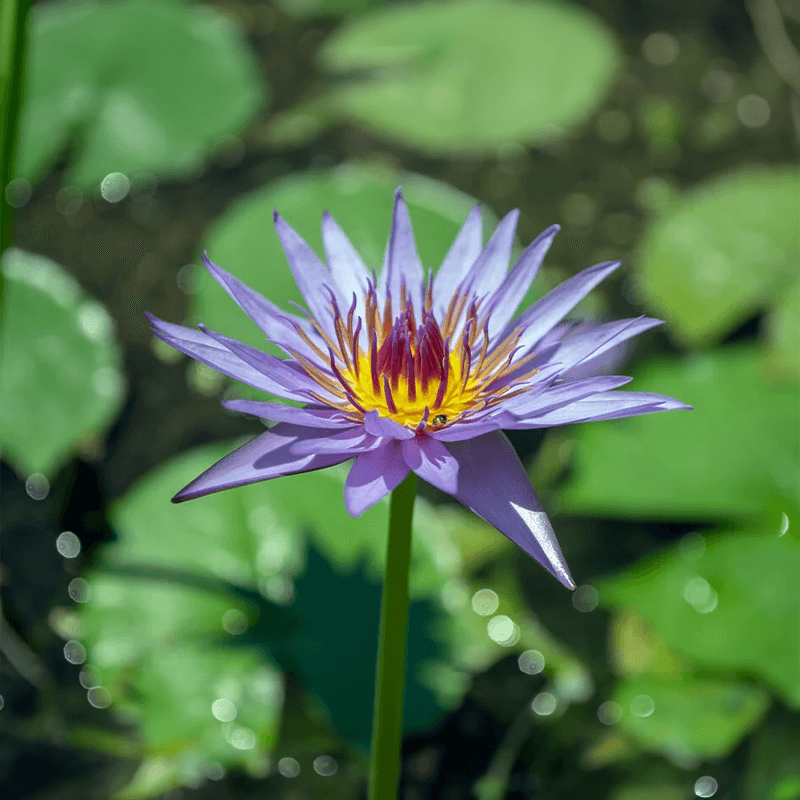 Blue Lotus flower to make capsules