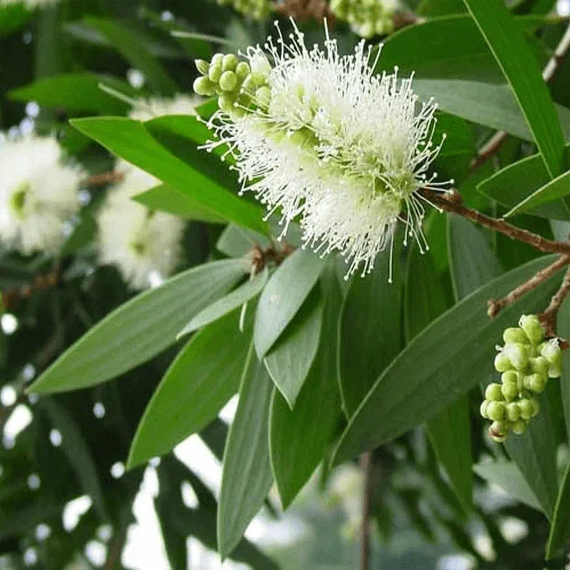Cajeput plant growing in nature