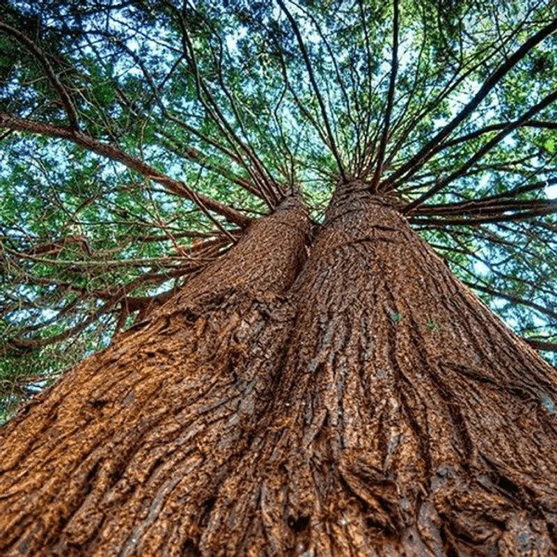 Cedar Wood Oil Trees