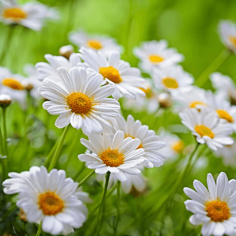 Chamomile 20:1 flower for extract