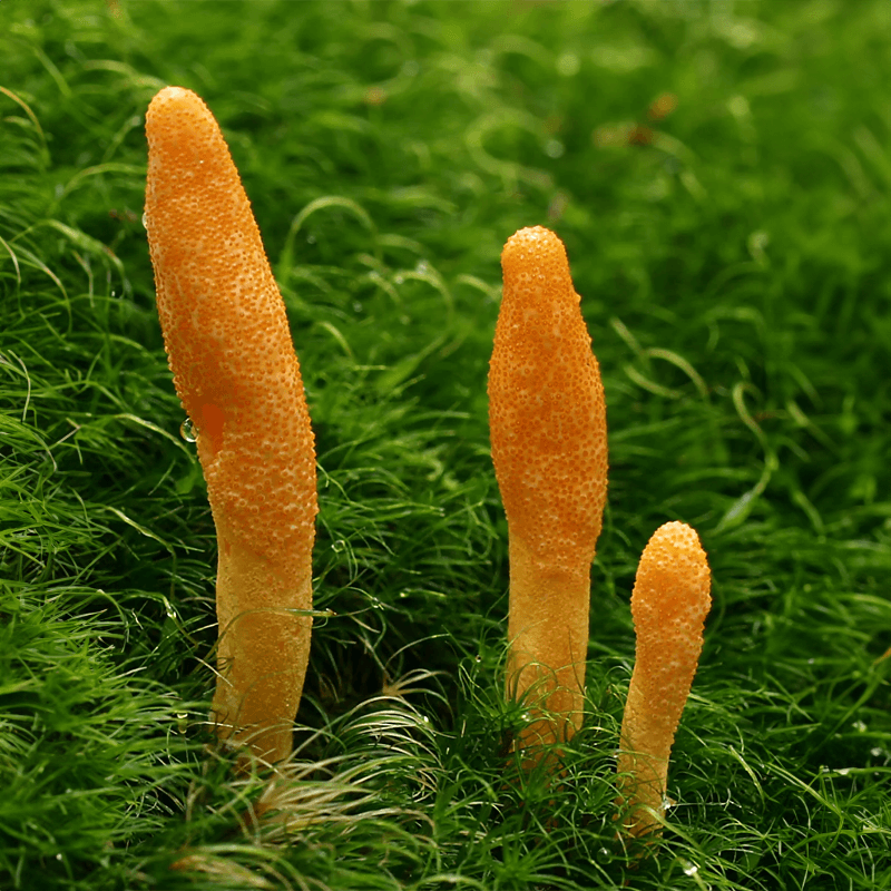 Wild Cordyceps Sinensis Mushroom