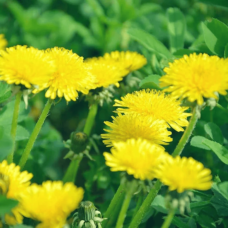 Dandelion flower