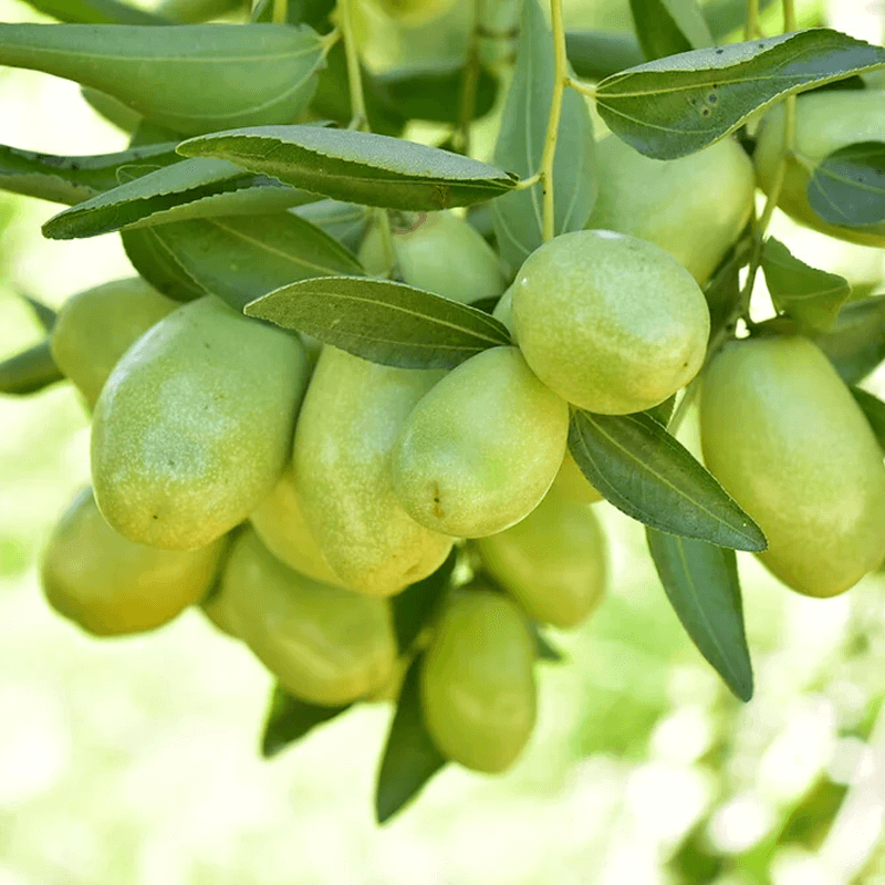 Golden Jojoba Oil plant