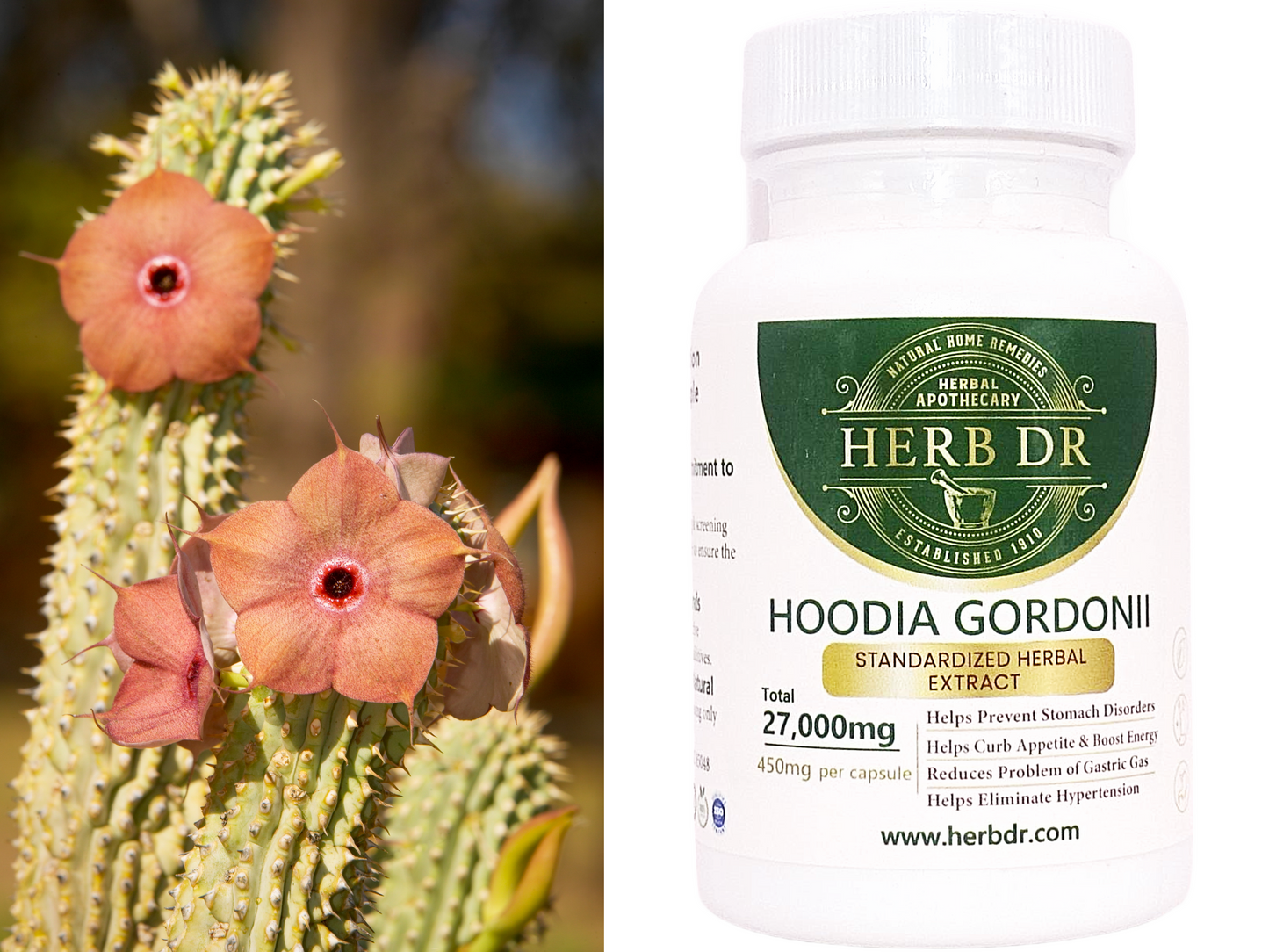 Hoodia Gordonii 20:1 Capsules