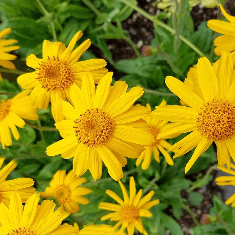 Arnica Oil plant