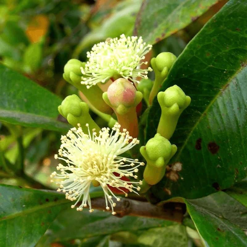 Natural Clove Bud plant