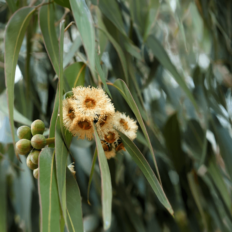 Eucalyptus plant used to create oil for body and skin
