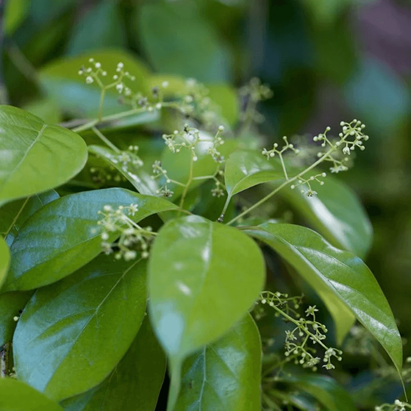 Camphor plant growing organically