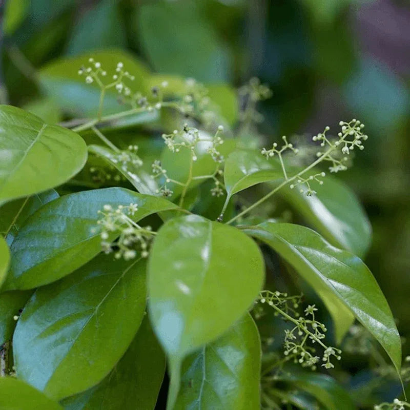 Camphor plant growing organically