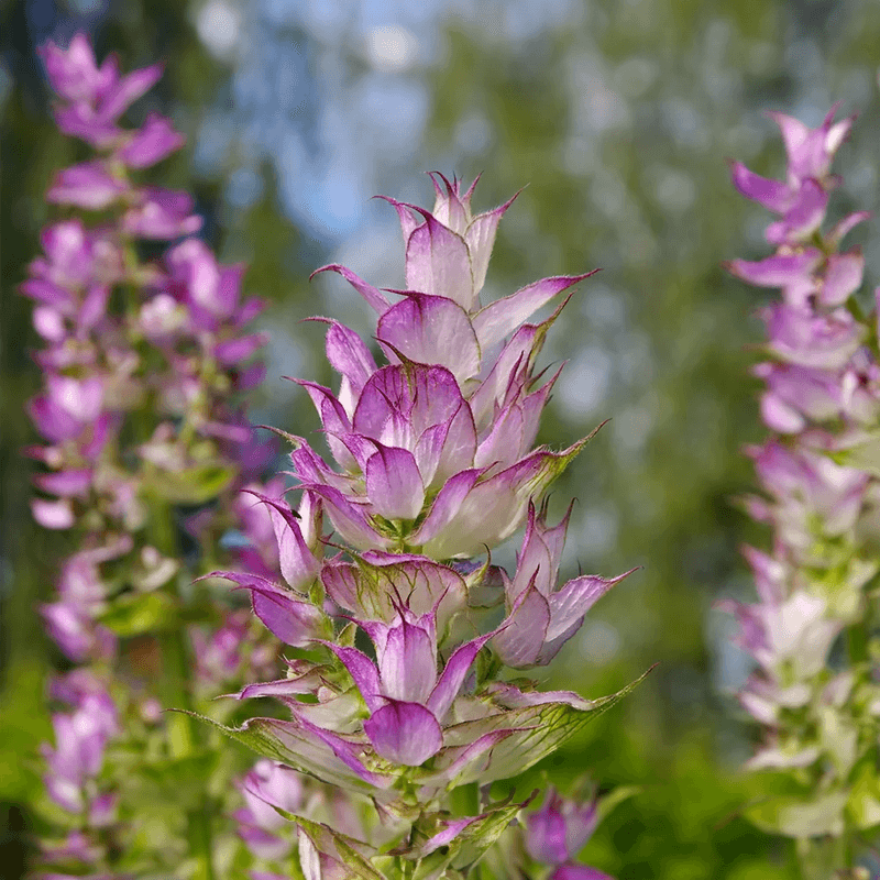 Clary Sage plant growing organically in nature