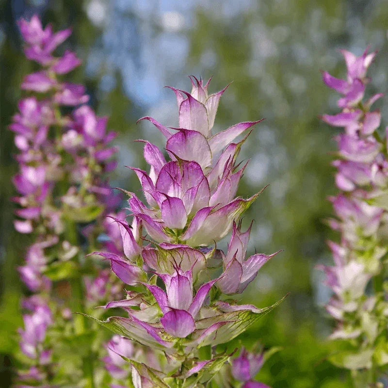 Clary Sage plant growing organically in nature