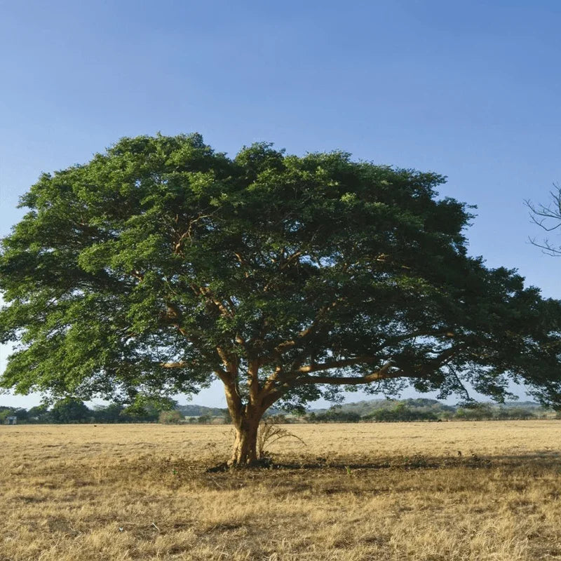 Copaiba Balsam Tree