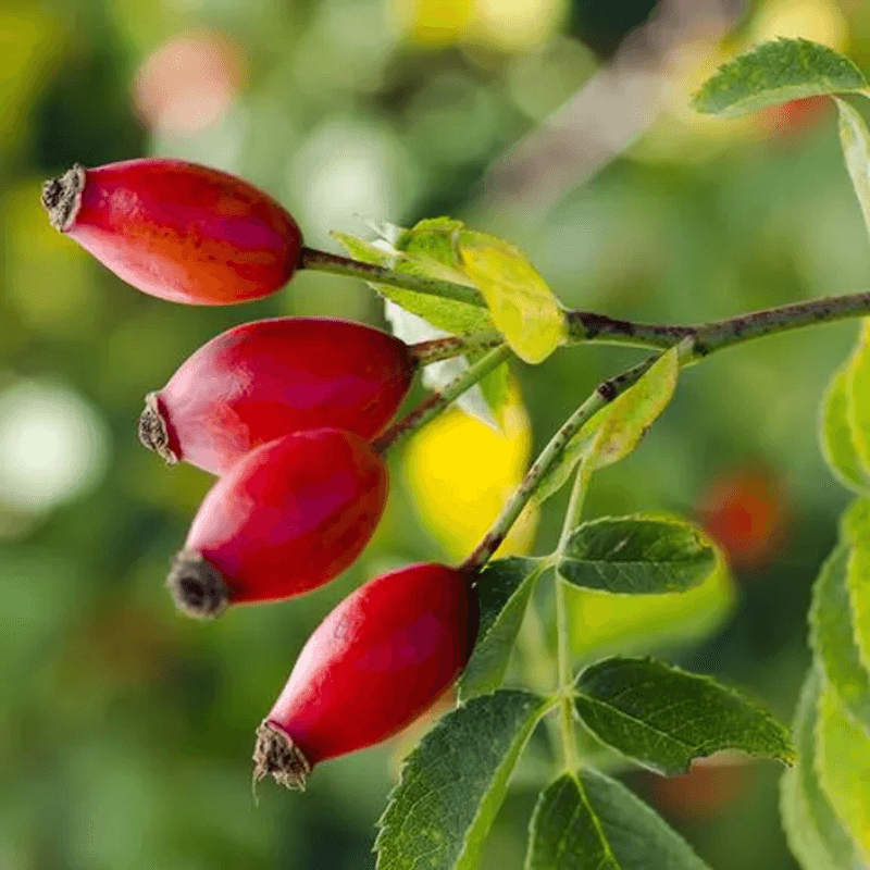 Rosehip Oil plant