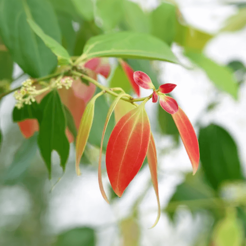 Cinnamon Leaf in nature